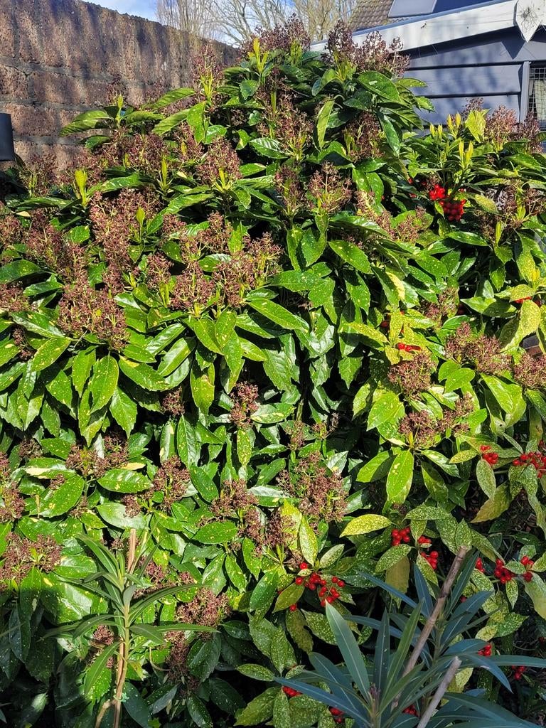 Japanse broodboom - Mooie decoratieve en winterharde struik, Tuin en Terras, Planten | Tuinplanten, Vaste plant, Overige soorten