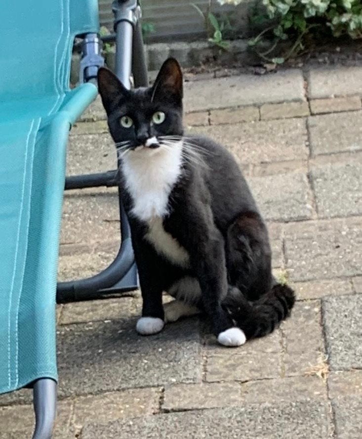 Vrouwtjes kat van 1,5 jaar zoekt nieuw huisje, Dieren en Toebehoren, Poes