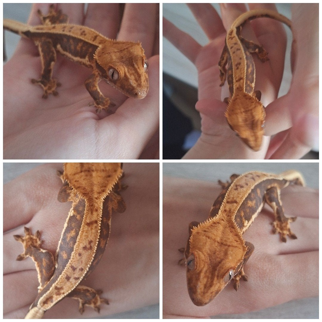 mooie wimper gekko's, Dieren en Toebehoren, Reptielen en Amfibieën, Hagedis, Tam, 0 tot 2 jaar