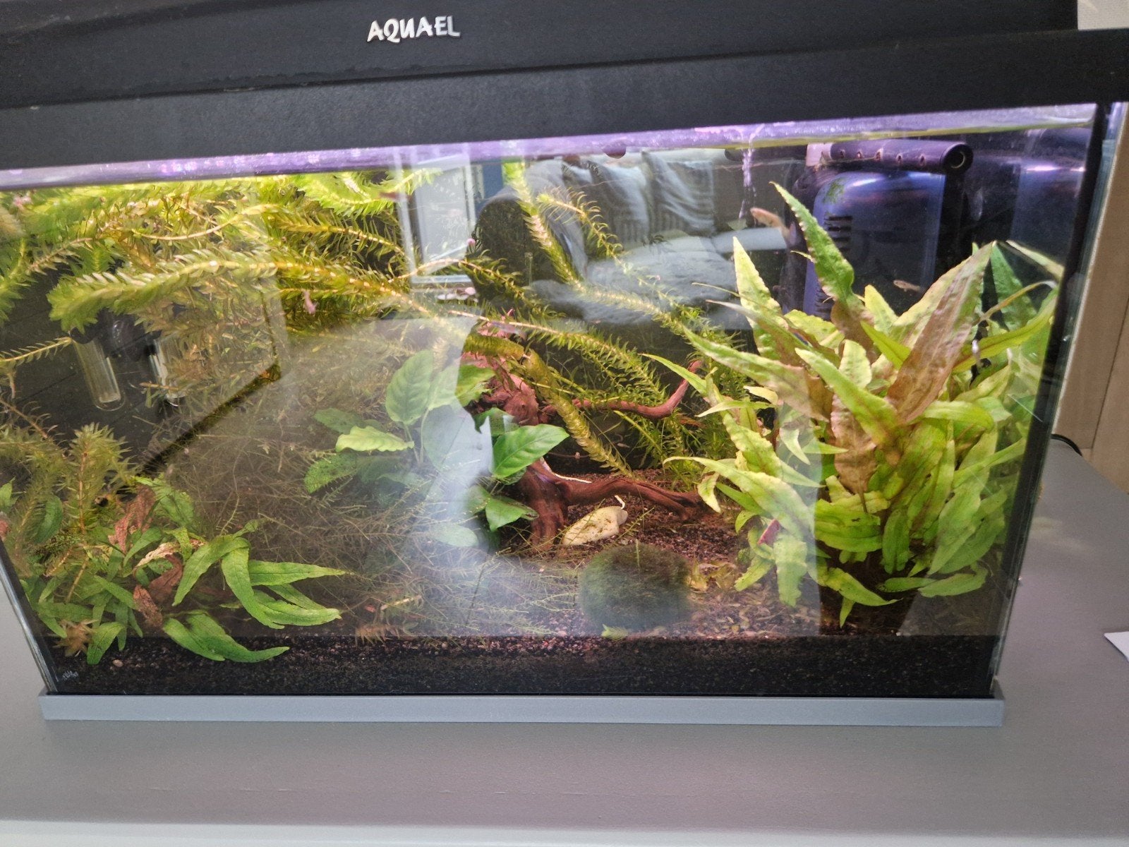 Aquarium met vissen, Vis