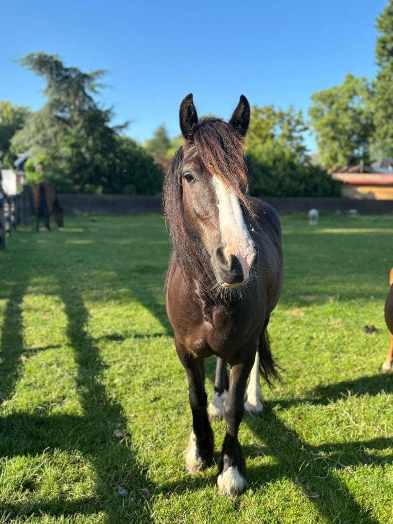 Pony Tinker bijna 5 jaar, Ruin, 3 tot 6 jaar, Ontwormd, Recreatiepony