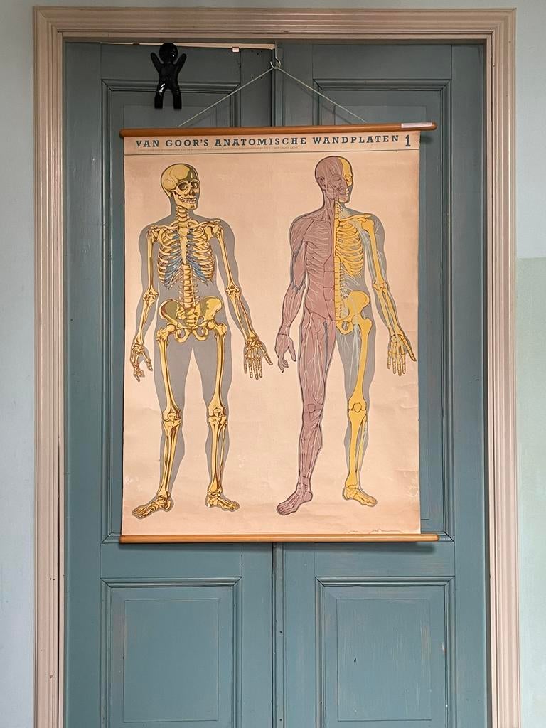 Medische wandpooster, Gebruikt, Ophalen of Verzenden, Schilderij, 75 tot 100 cm