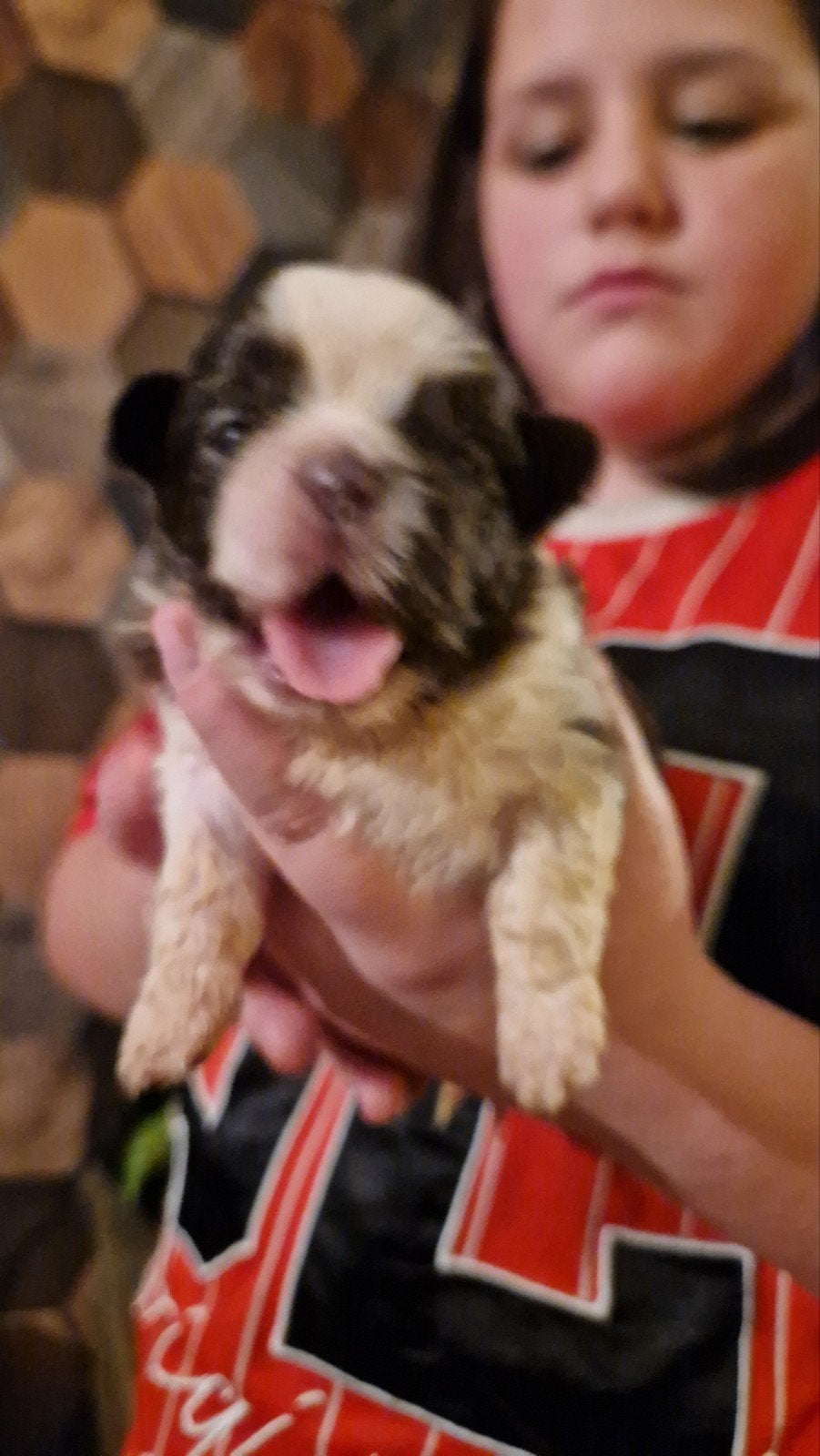 raszuivere shih tzu pups nog1bruinwitreutje beschikbaar🐶🩵, Dieren en Toebehoren, Overige rassen, 8 tot 15 weken, Meerdere, Meerdere dieren