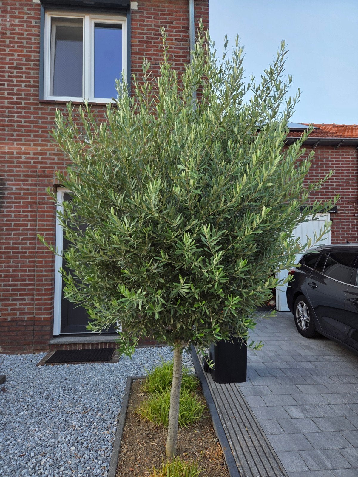 Olijfbomen, Tuin en Terras, Lente, 100 tot 250 cm, Olijfboom, Ophalen