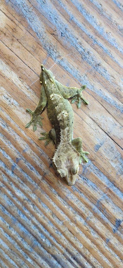 Wimpergekko man, Hagedis, Tam, 0 tot 2 jaar