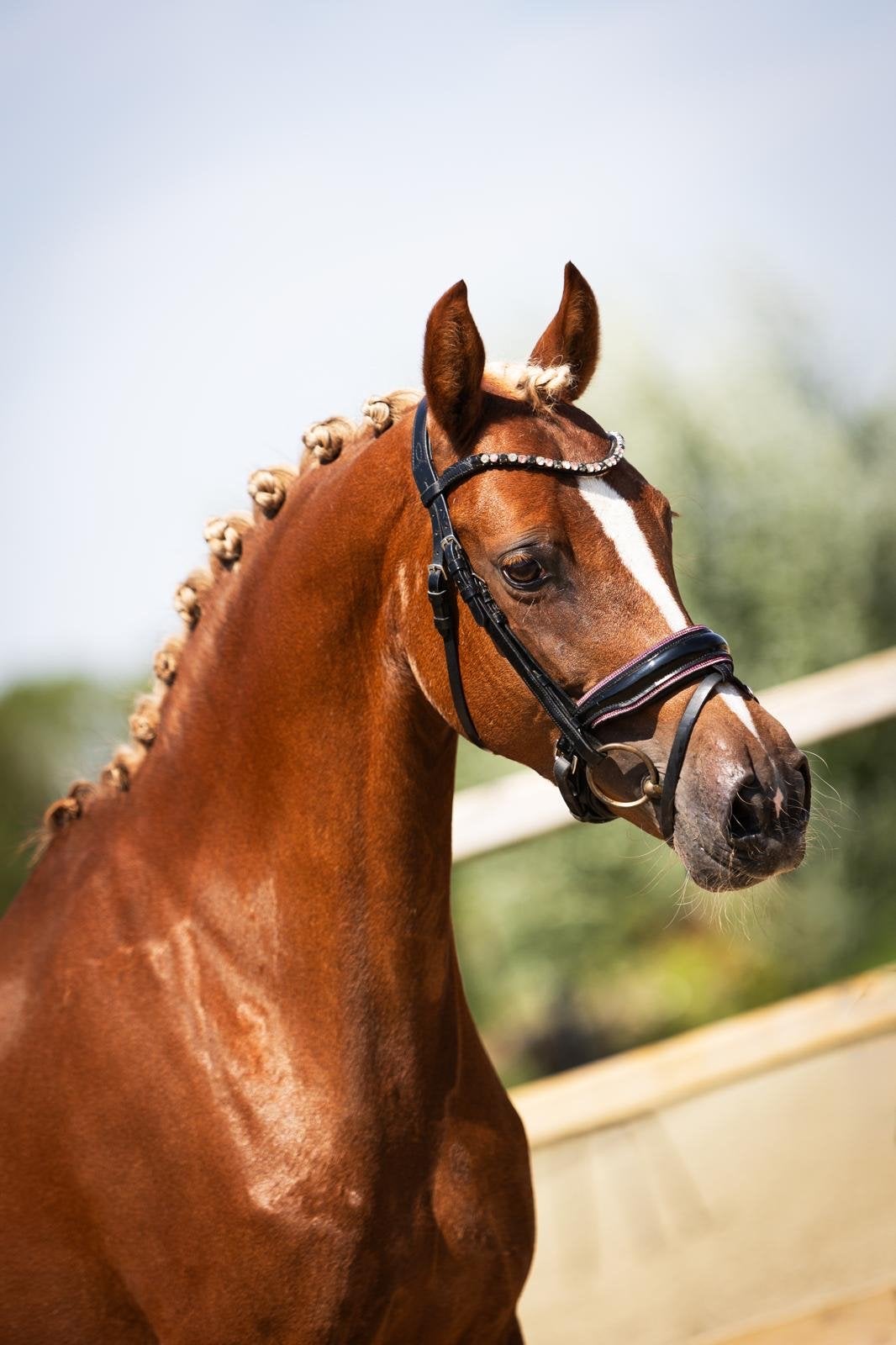 Chique 8 jarige welsh merrie. Drachtig van Top Gun, Dieren en Toebehoren, Merrie, Met stamboom, Dressuurpony, Niet van toepassing