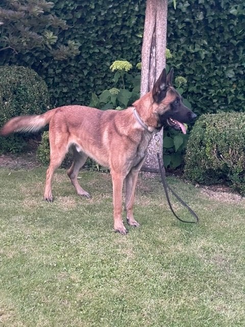 herders honden, Reu, 1 tot 2 jaar, Eén hond, Herder