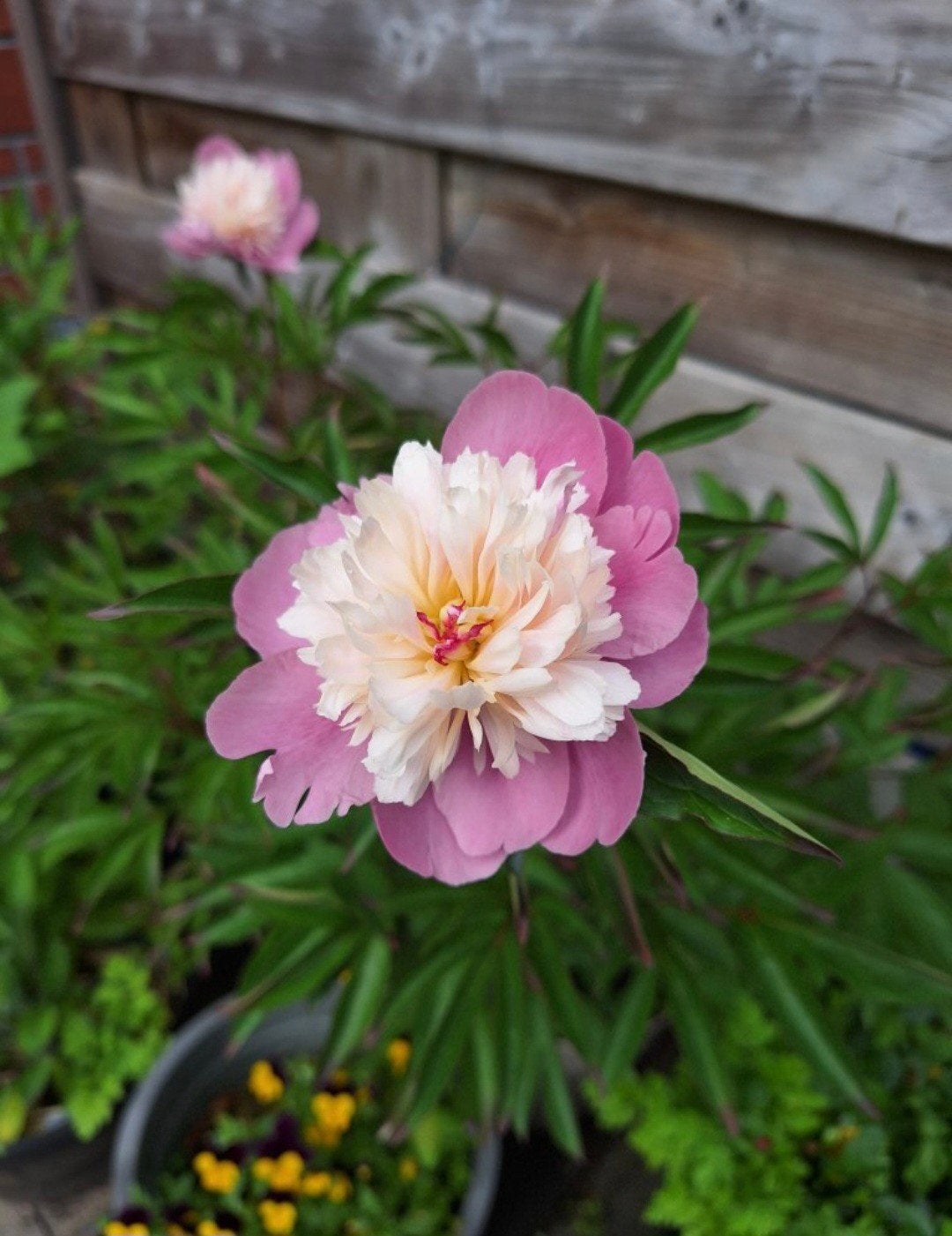 2x 4jr wortelsok Pioenroos Bowl of beauty, Tuin en Terras, Ophalen of Verzenden, Najaar, Volle zon, Wortelstok