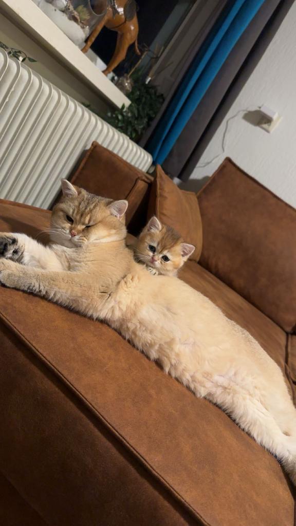 Brits korthaar golden ( dekkater), Dieren en Toebehoren, Katten en Kittens | Raskatten | Korthaar, Kater