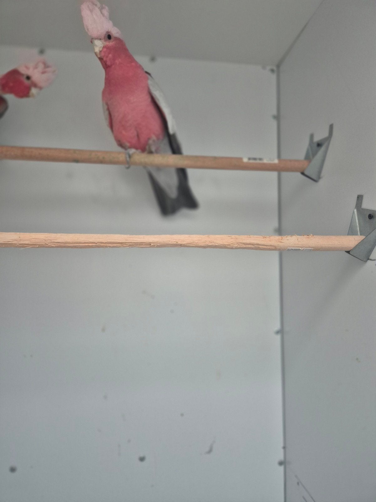 Lief en rustig koppeltje rosé kaketoe, Meerdere dieren, Papegaai, Geringd