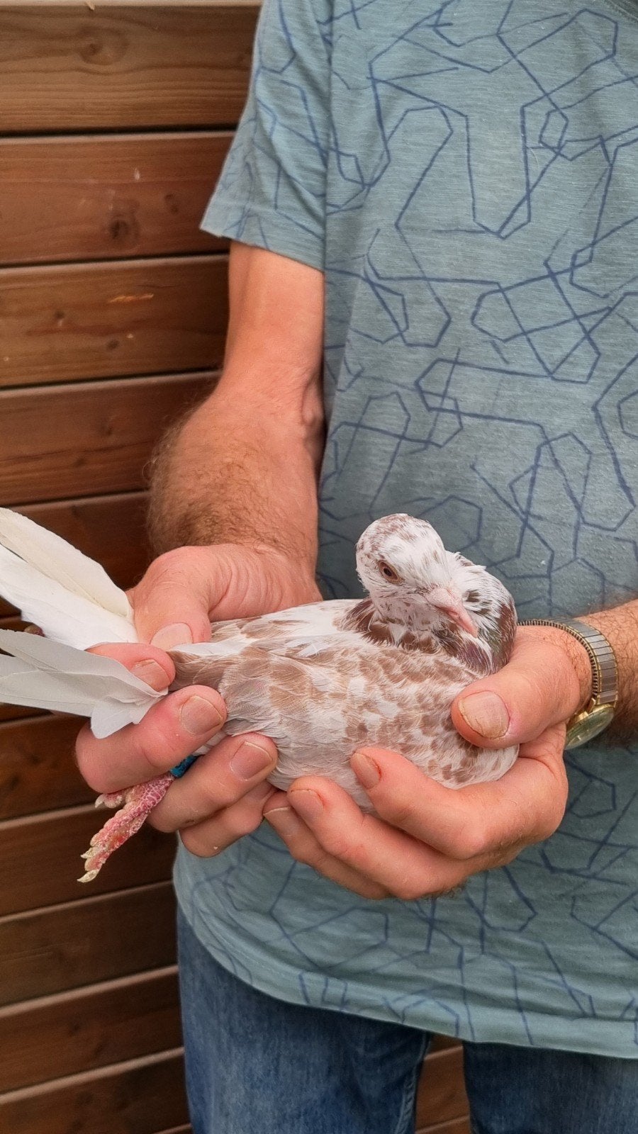 jonge postduiven, Dieren en Toebehoren
