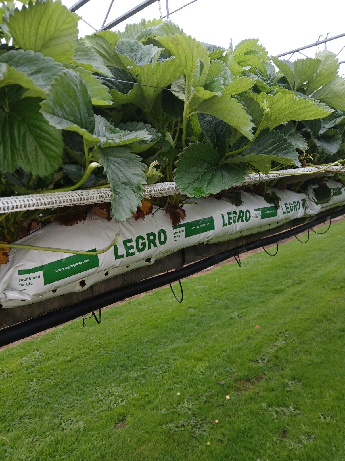 aardbeien planten, Ophalen, Minder dan 100 cm, Overige soorten, Lente