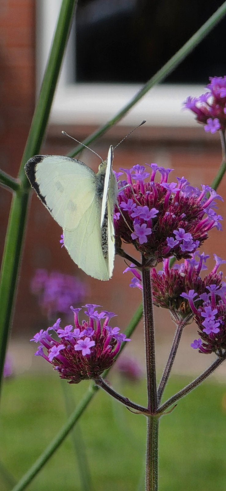 Verbena (Ijzerhard), Tuin en Terras, Planten | Tuinplanten, Ophalen, Zomer, Overige soorten, Volle zon