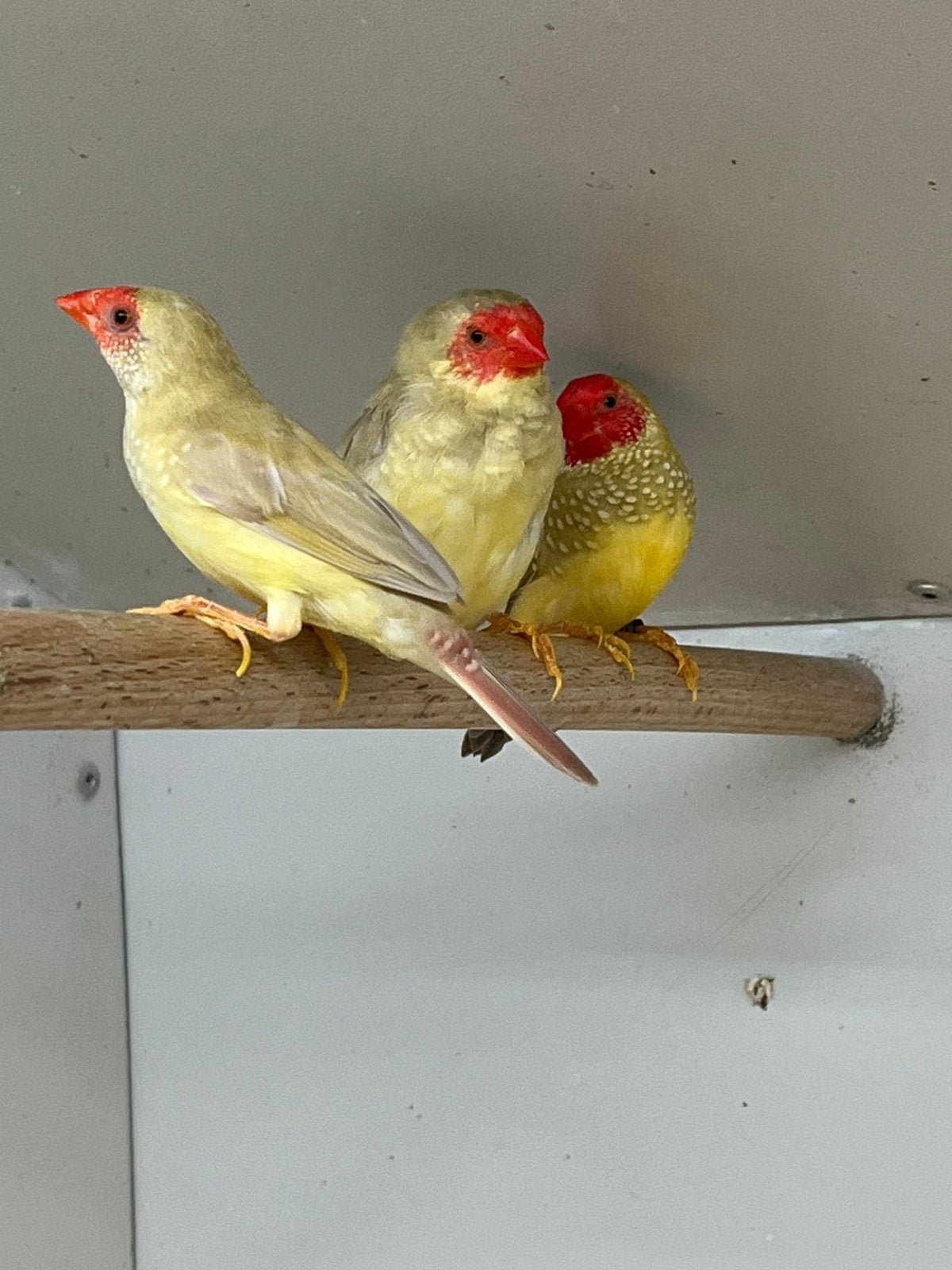 2-2 Binsen Cinnamon, Meerdere dieren, Tropenvogel, Geringd