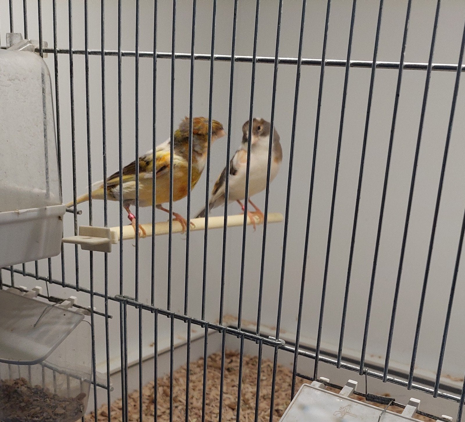 Mooi koppel harlekijn kanaries, Dieren en Toebehoren, Vogels | Kanaries, Meerdere dieren, Postuurkanarie
