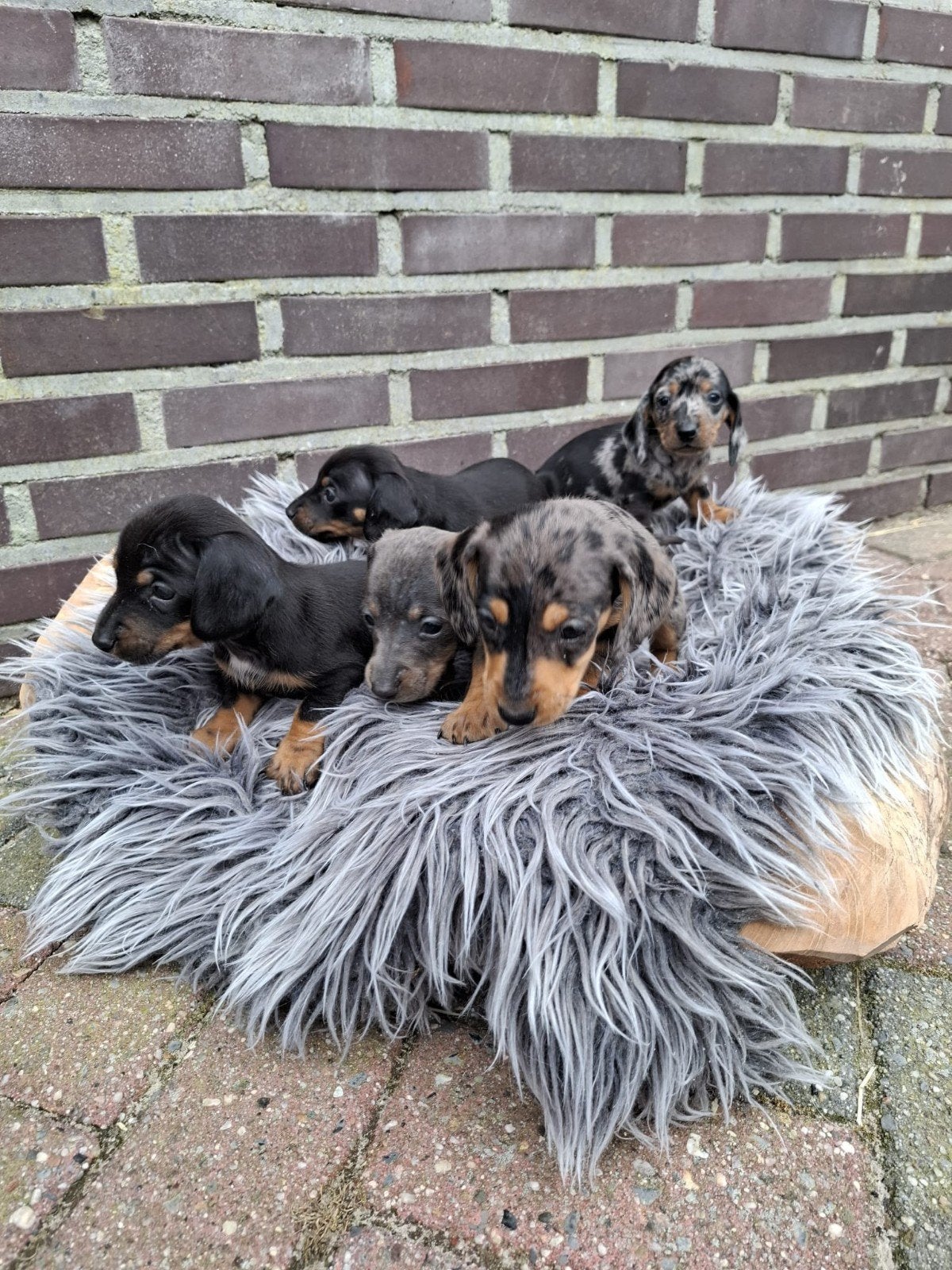 Dwergteckel korthaar pups, Dieren en Toebehoren, Honden | Teckels en Dashonden, Korthaar, Dwerg, Meerdere dieren, Eén hond