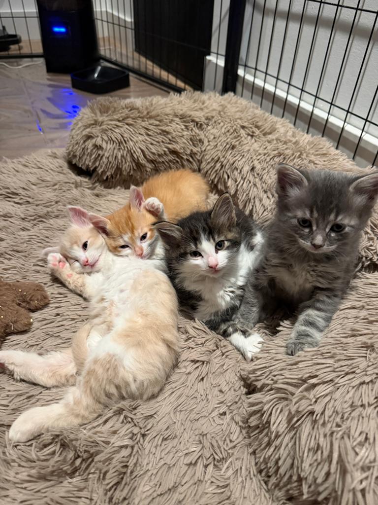 Maincoon kruising Kittens ze mogen bijna het nest verlaten…., Dieren en Toebehoren, Katten en Kittens | Overige Katten, Meerdere dieren