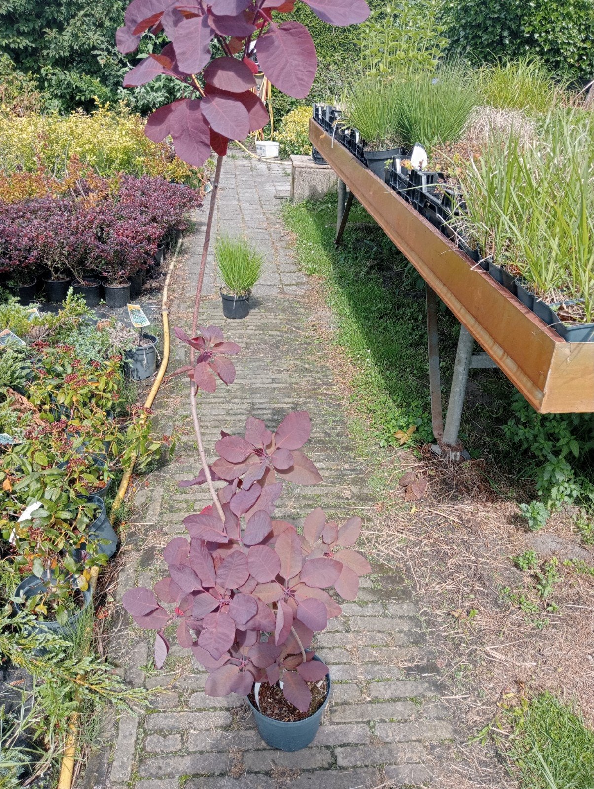 Cotinus coggygria Royal Red in grote pot 5euro, Ophalen of Verzenden, Overige soorten, Volle zon