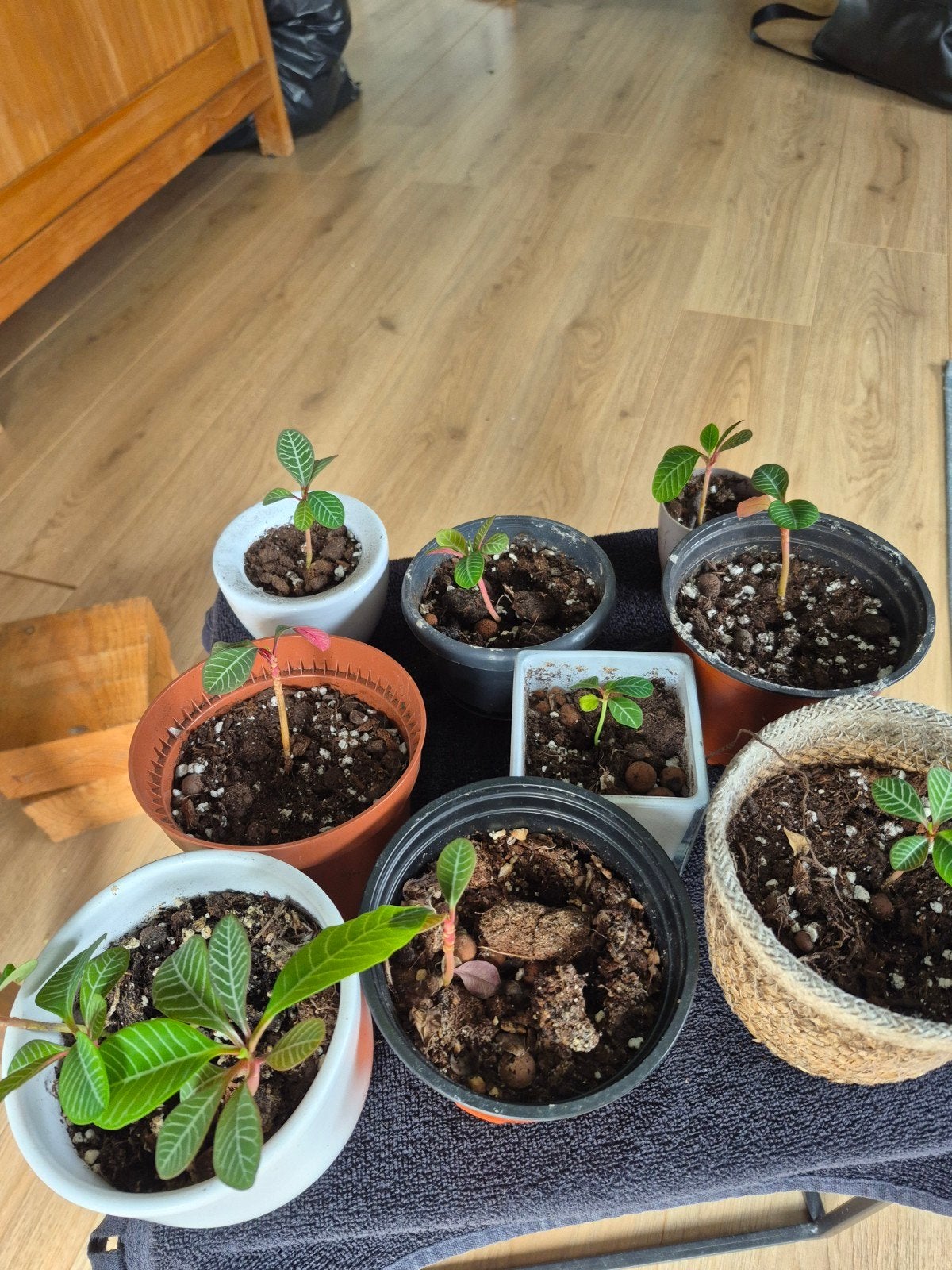 Madagascar Jewel (Euphorbia leuconeura) stekjes te koop, Tuin en Terras, Ophalen, Volle zon