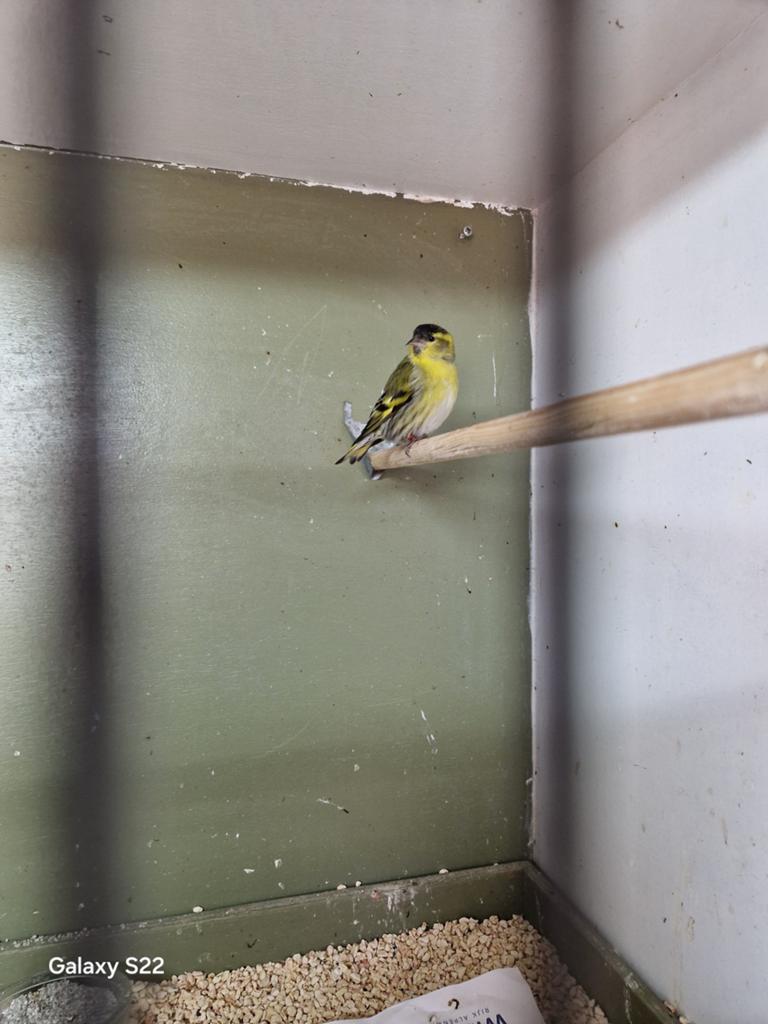 Sijs man wildkleur, Dieren en Toebehoren, Mannelijk, Wildzangvogel