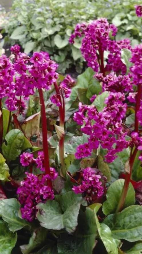 Bergenia cordifolia P9, Ophalen of Verzenden, Vaste plant, Overige soorten, Halfschaduw