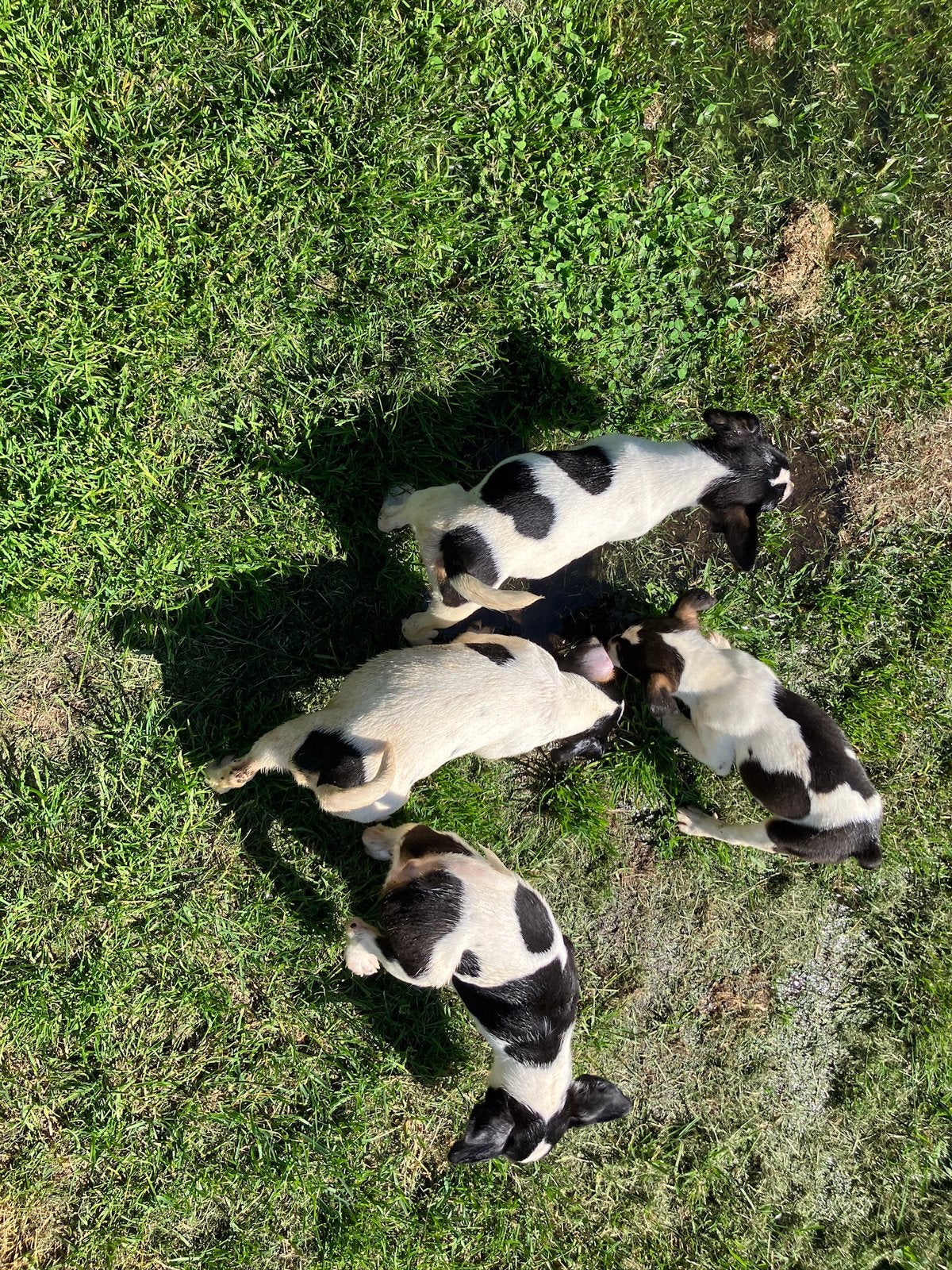 Te koop boerenfox pups 3 kleurige, Dieren en Toebehoren, Honden | Niet-rashonden, Parvo, 8 tot 15 weken, Meerdere, Meerdere dieren