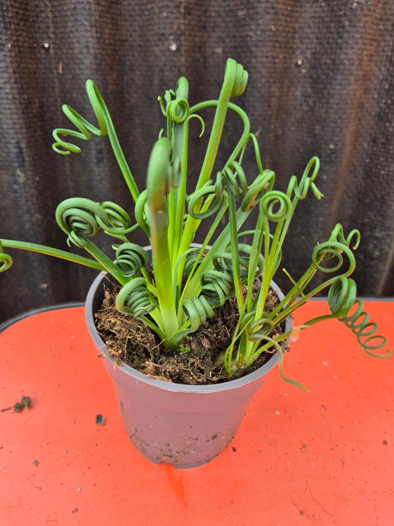 Albuca spiralis Frizzle Sizzle p12, Ophalen of Verzenden, Halfschaduw, Minder dan 100 cm