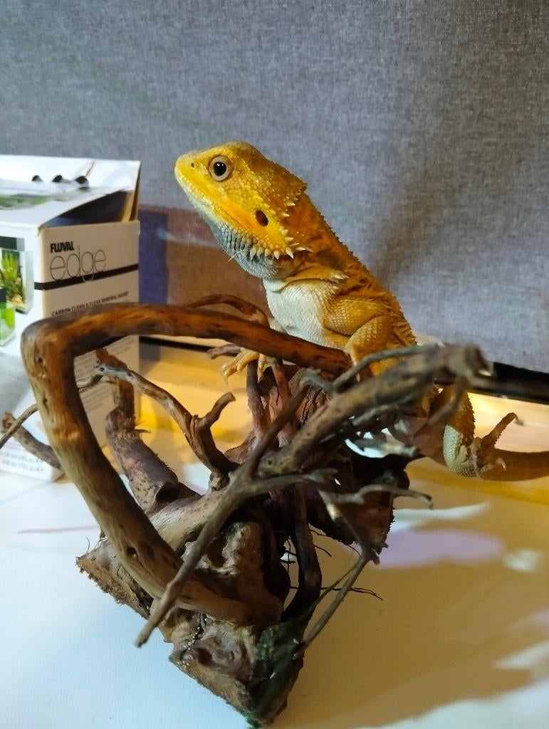 Baardagaam colour morph translucent, Dieren en Toebehoren, Hagedis, Met terrarium, 0 tot 2 jaar
