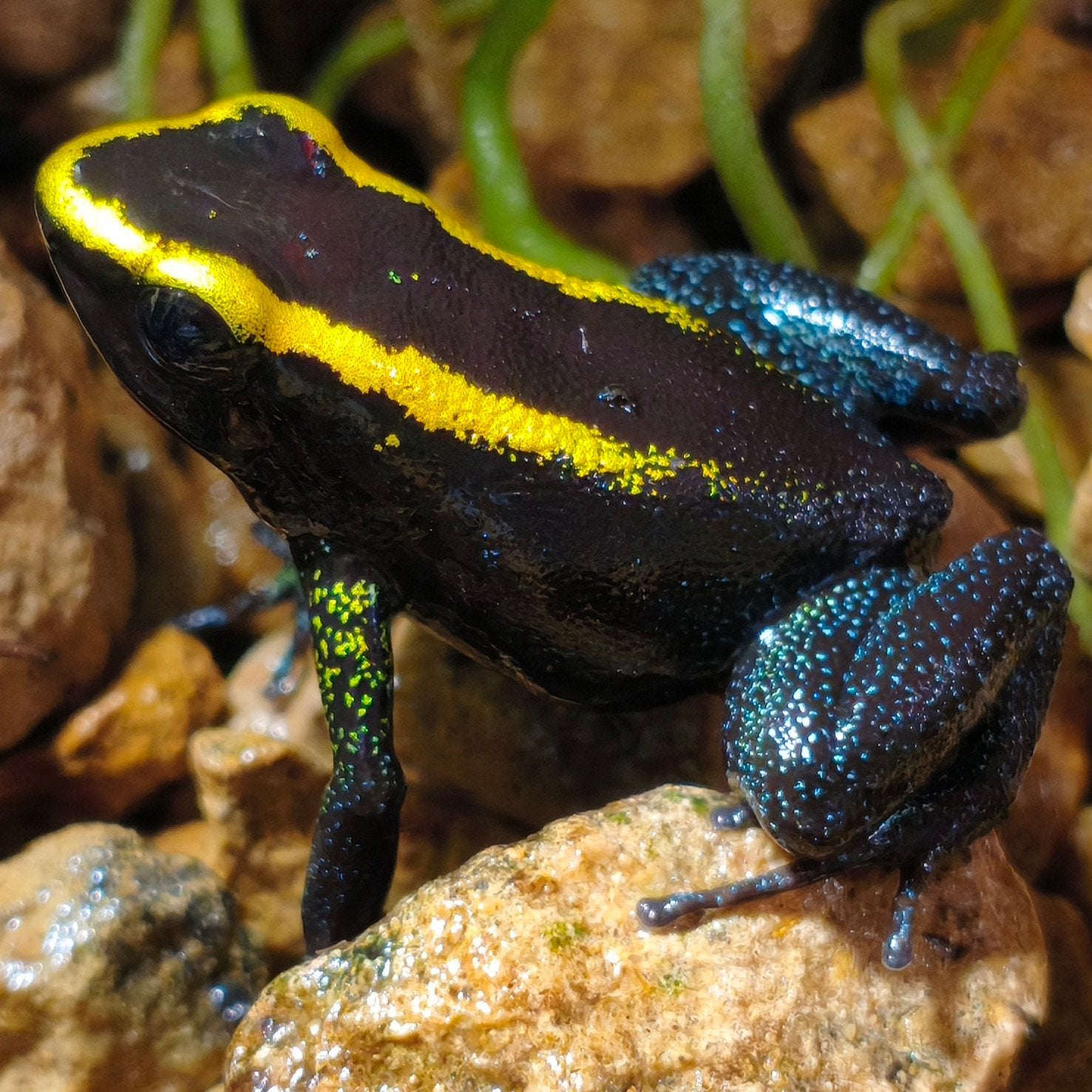 Phyllobates aurotaenia 'Goud'