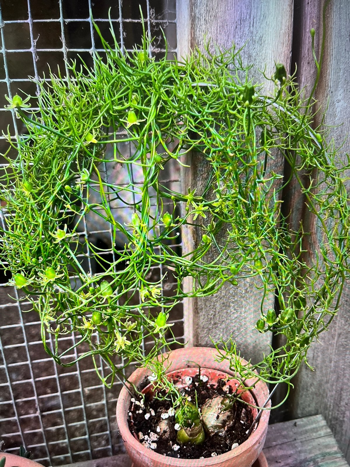 Zaailingen van Bowiea en Sinningia en stek van de kalanchoe, Ophalen of Verzenden, Halfschaduw, Minder dan 100 cm