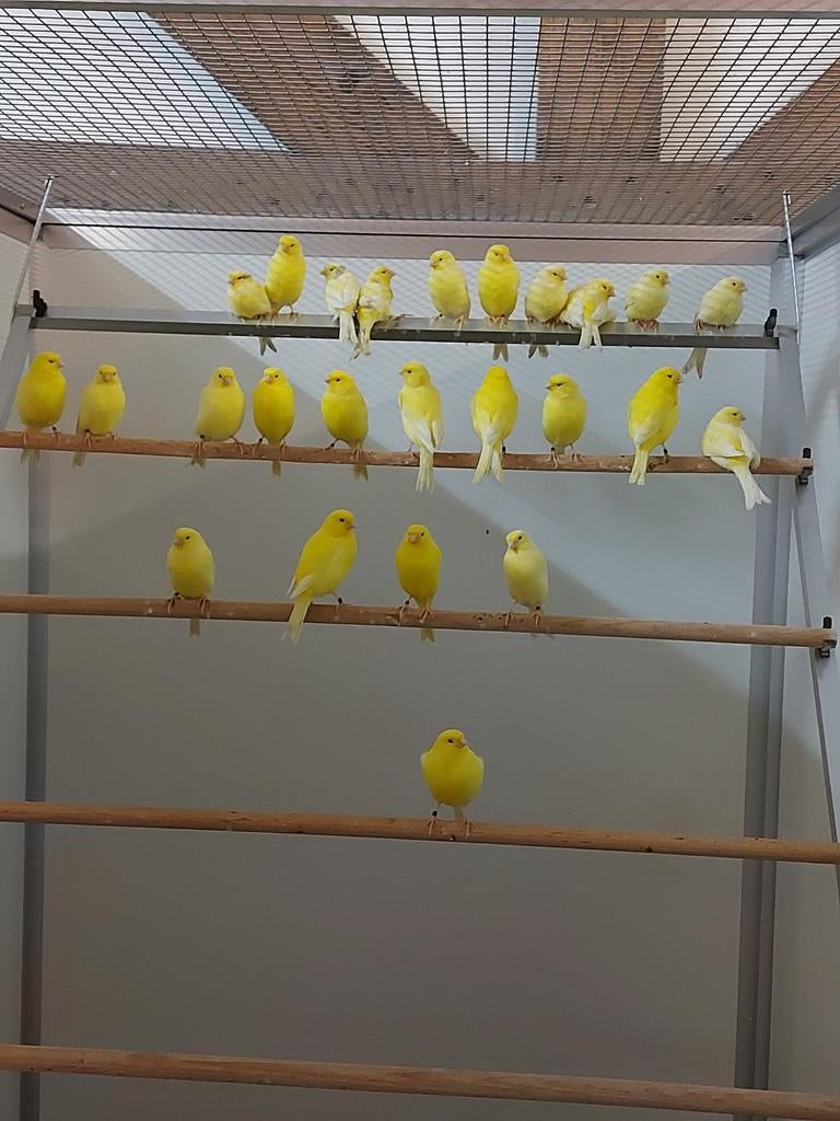 Gezocht , hoge prijs, Meerdere dieren, Kleurkanarie