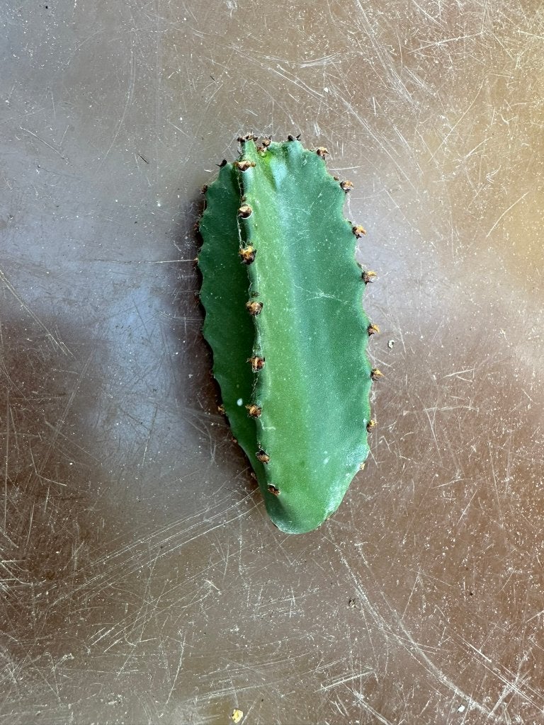 stekje Euphoria plant, Ophalen of Verzenden, Cactus, Minder dan 100 cm, Volle zon