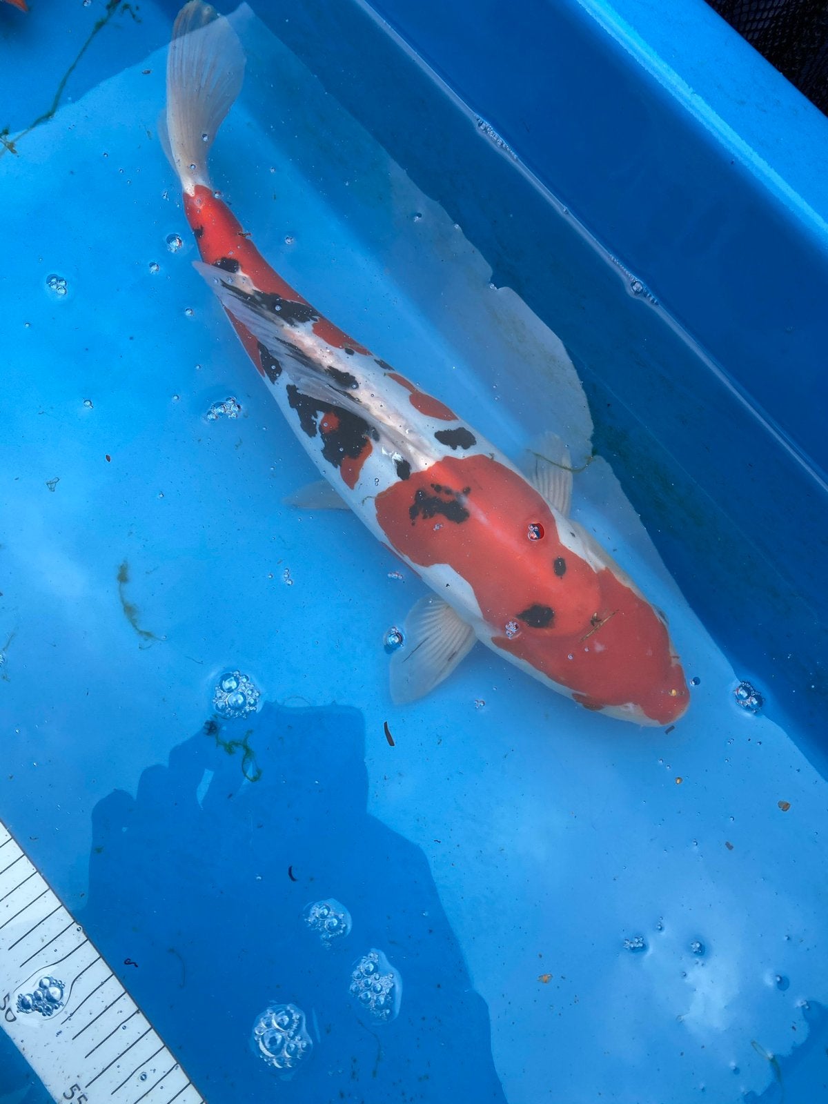 Baby koi 2026, Dieren en Toebehoren, Karper of Koi