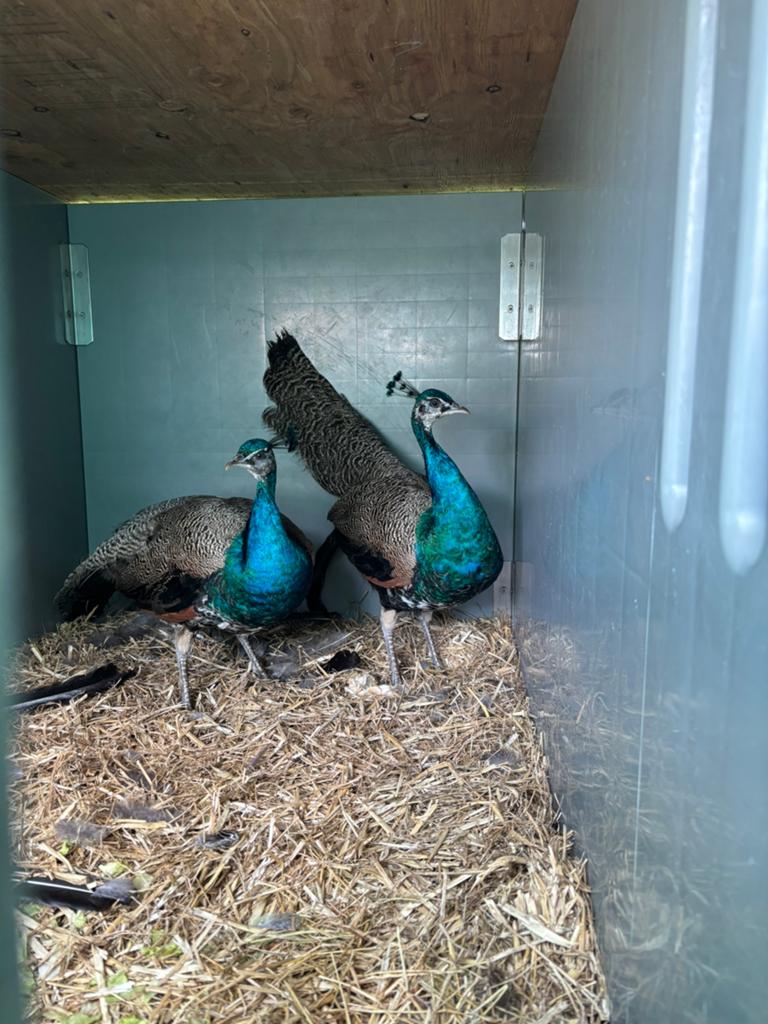 Mooie pauw hanen, Dieren en Toebehoren, Pluimvee, Mannelijk, Overige soorten