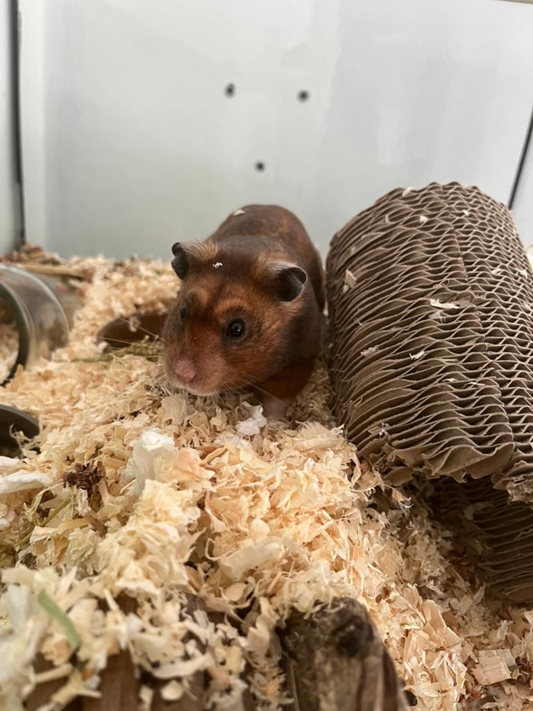 ≥ hamster — Knaagdieren — Marktplaats