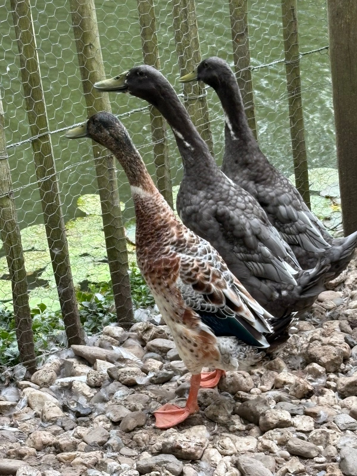 Loopeend woerd wildkleur, Dieren en Toebehoren, Pluimvee, Mannelijk, Eend