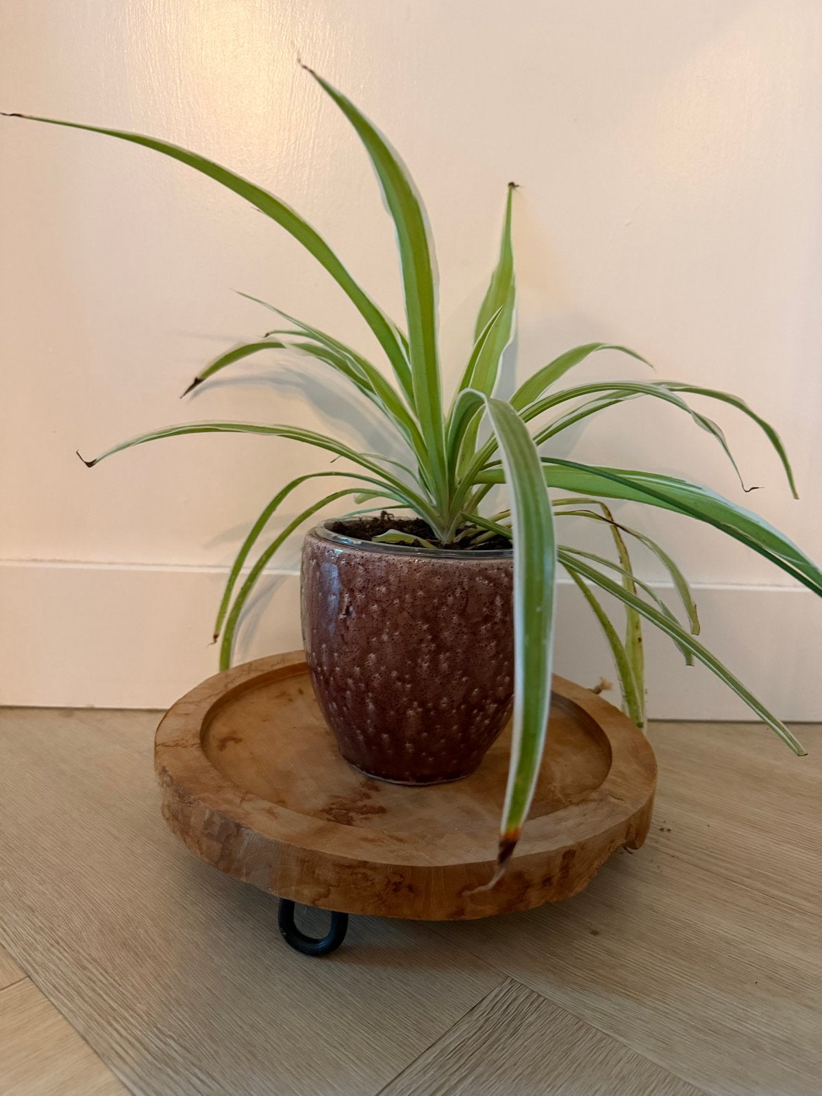 Graslelie in paarse bloempot van 13,5 cm hoog, Huis en Inrichting, Overige soorten, In pot, Minder dan 100 cm, Groene kamerplant