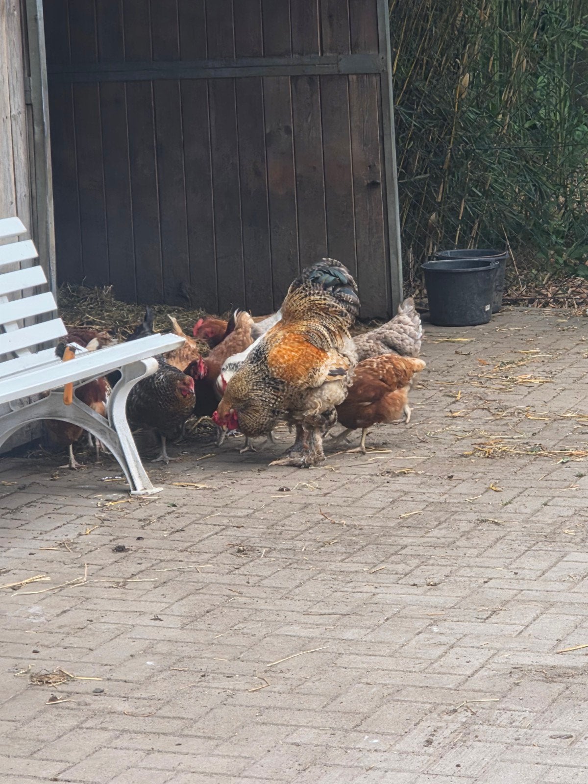 25 kippen, Meerdere dieren, Kip