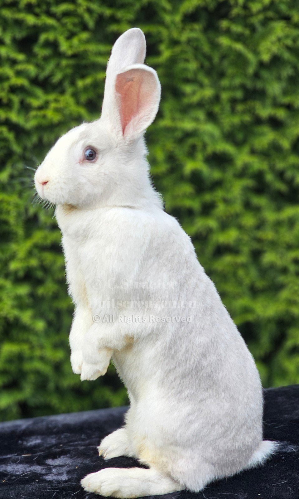 Grote XXL duitse reuzen, Dieren en Toebehoren, Vrouwelijk, Groot, 0 tot 2 jaar