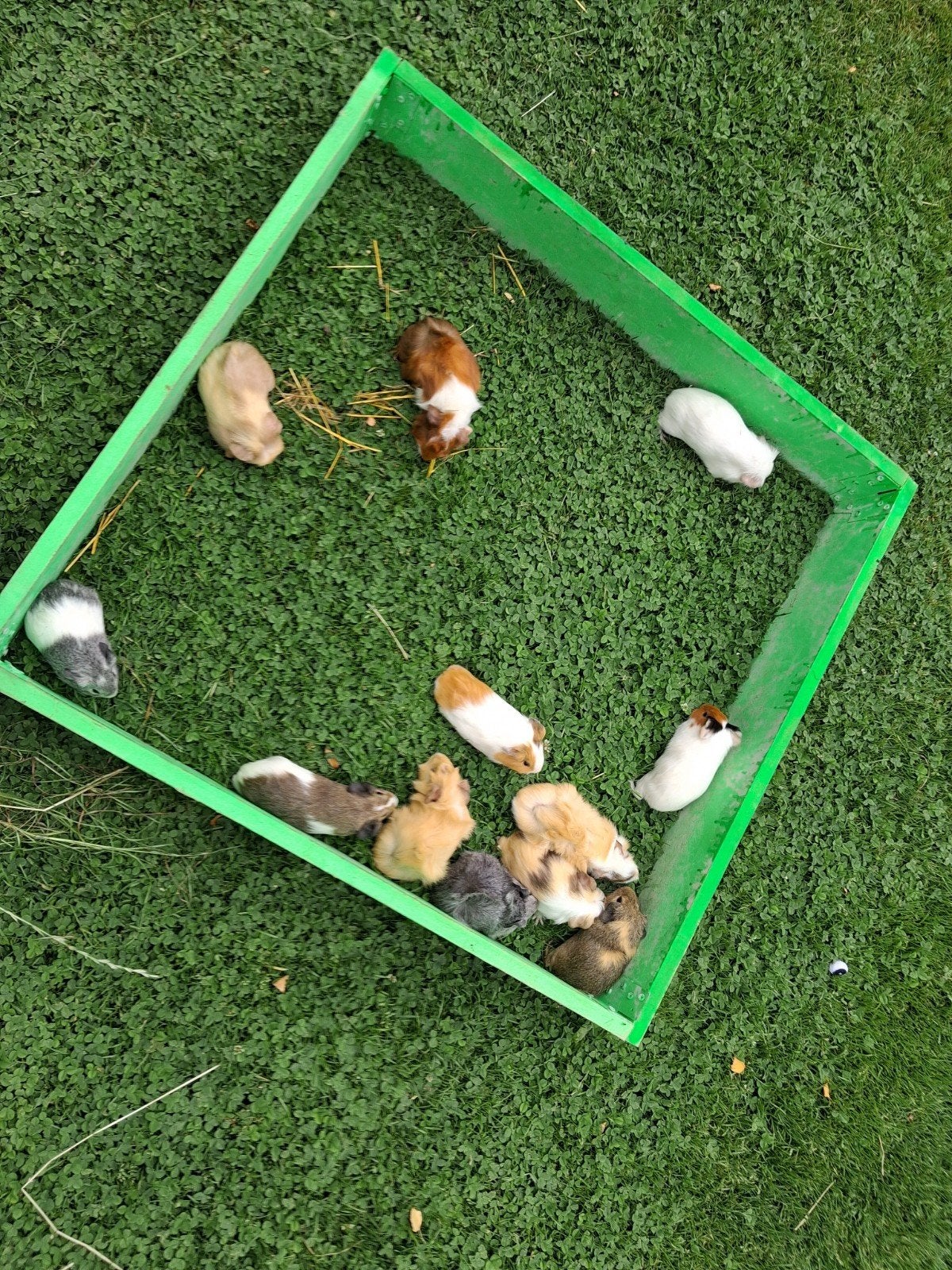 Cavia's, Cavia, Juni, Meerdere dieren, Tam