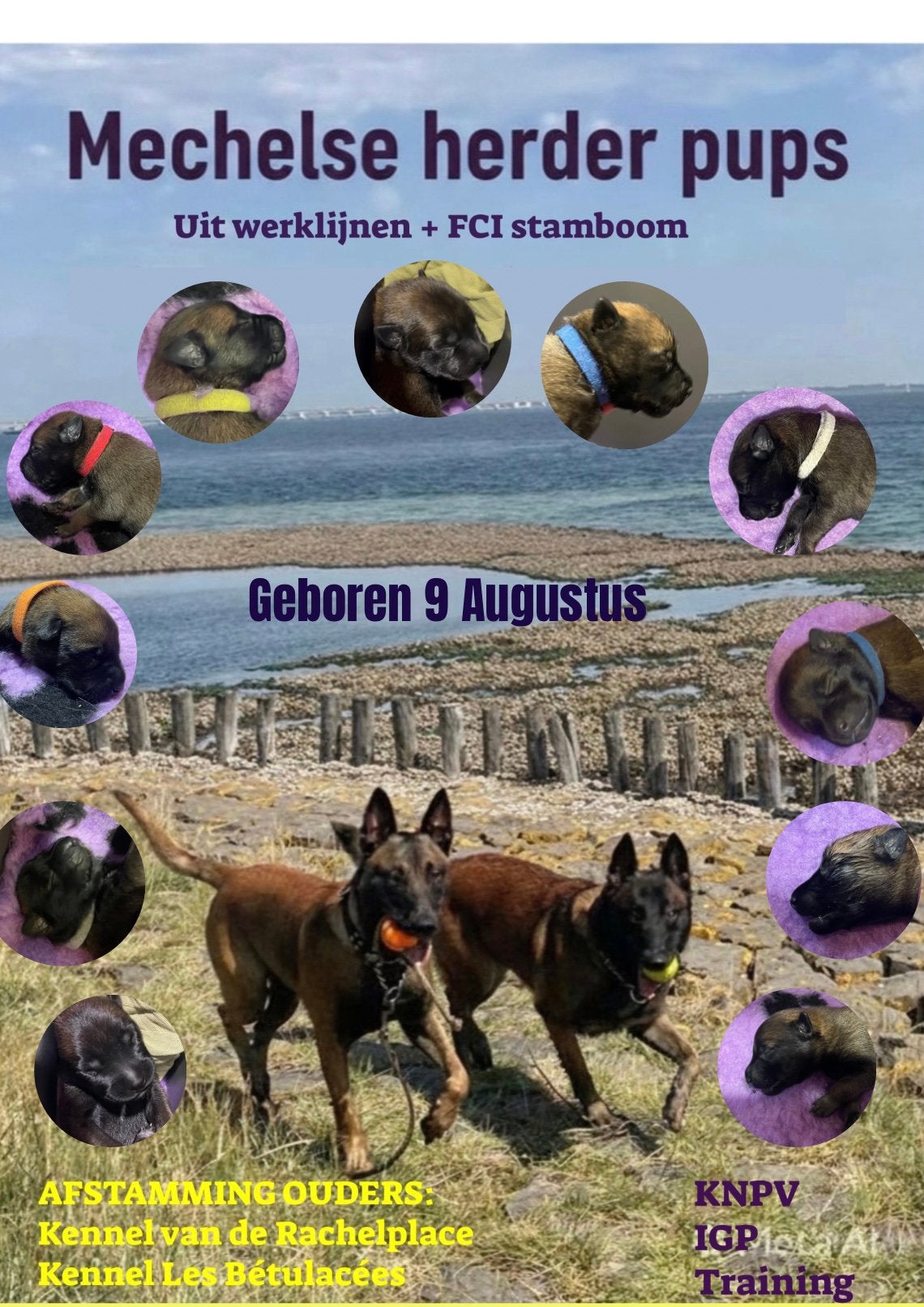 Mechelse herderpups werklijn met FCI Stamboom, 8 tot 15 weken, Parvo, Meerdere, Meerdere dieren