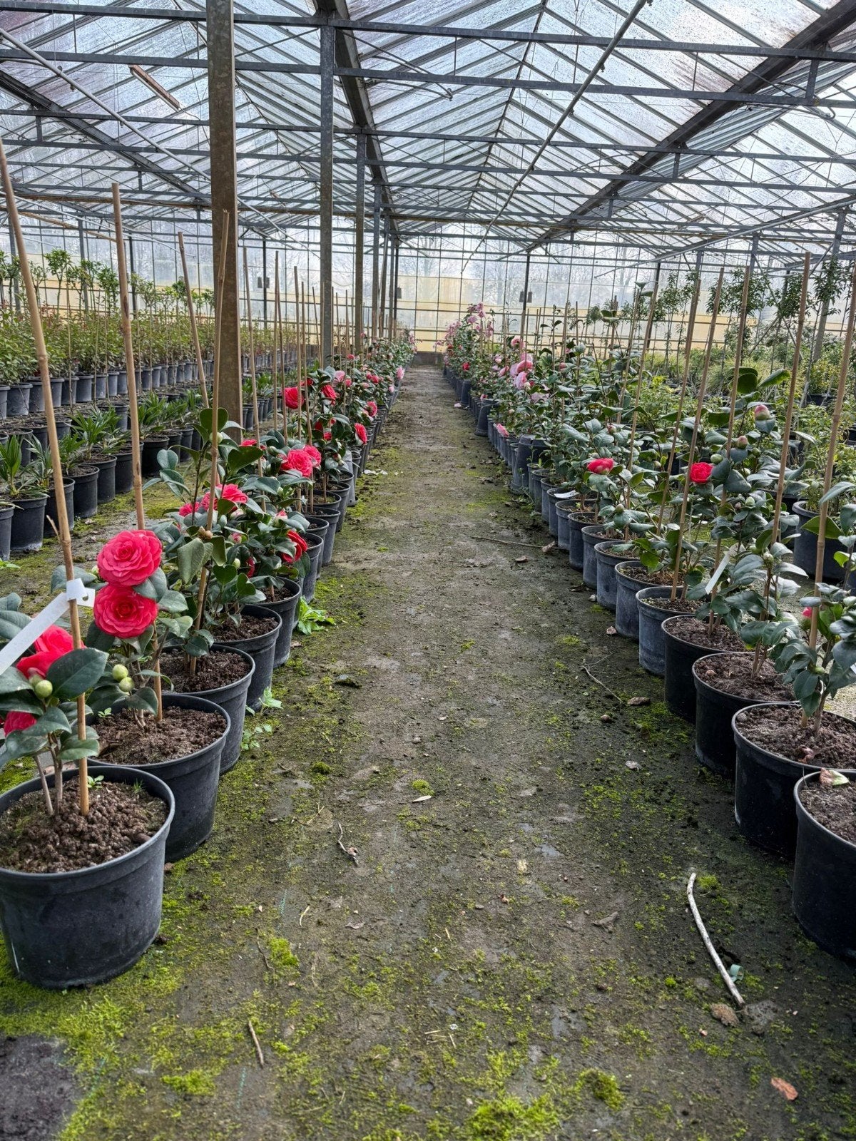 Tekoop: camelia potgekweekt diverse kleuren, Ophalen, Overige soorten, Volle zon