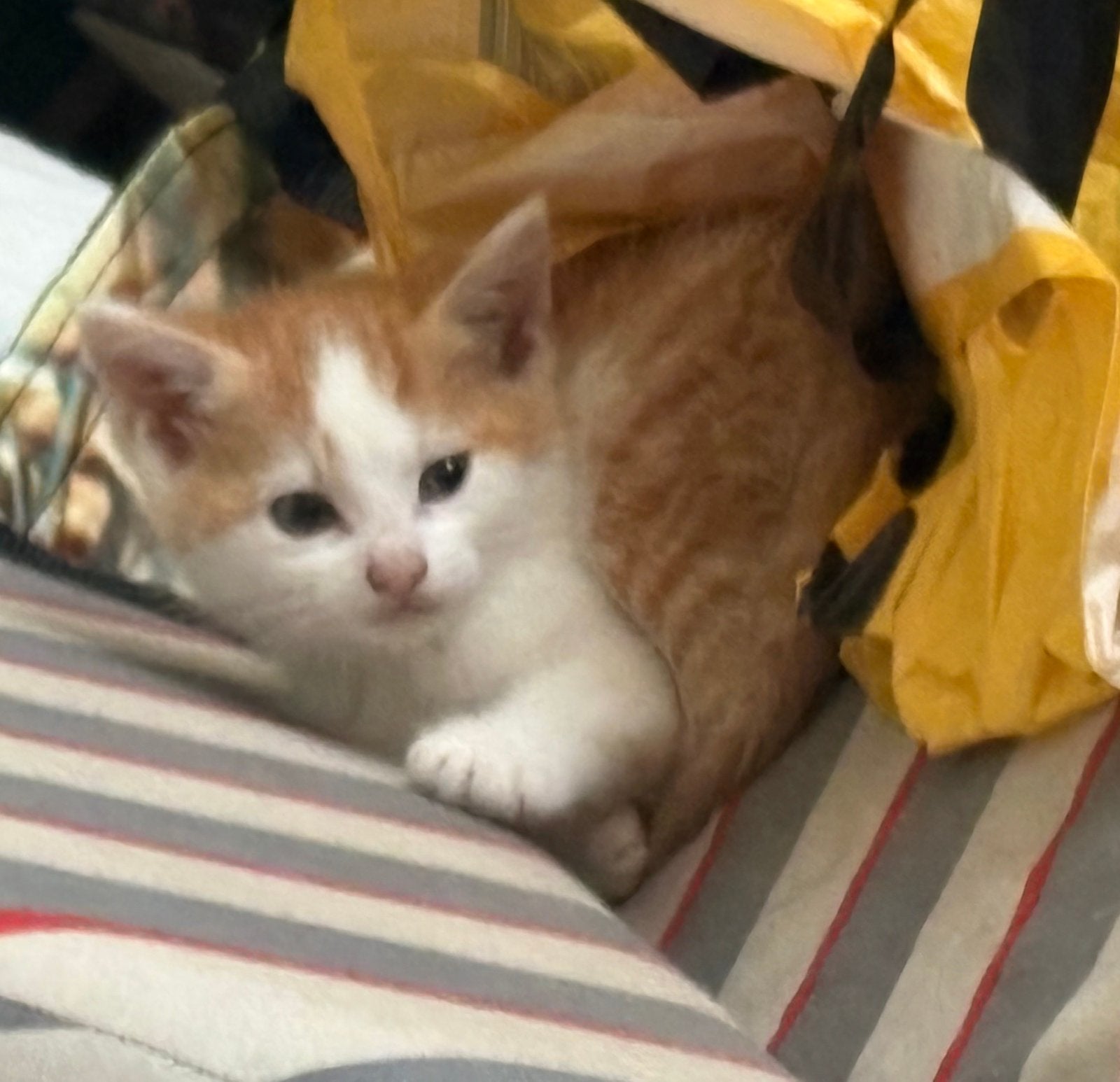 Europese korthaar kittens, Dieren en Toebehoren