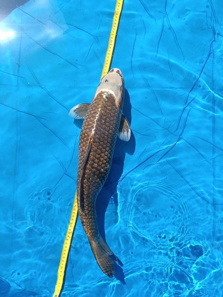 Koi 65cm, Karper of Koi