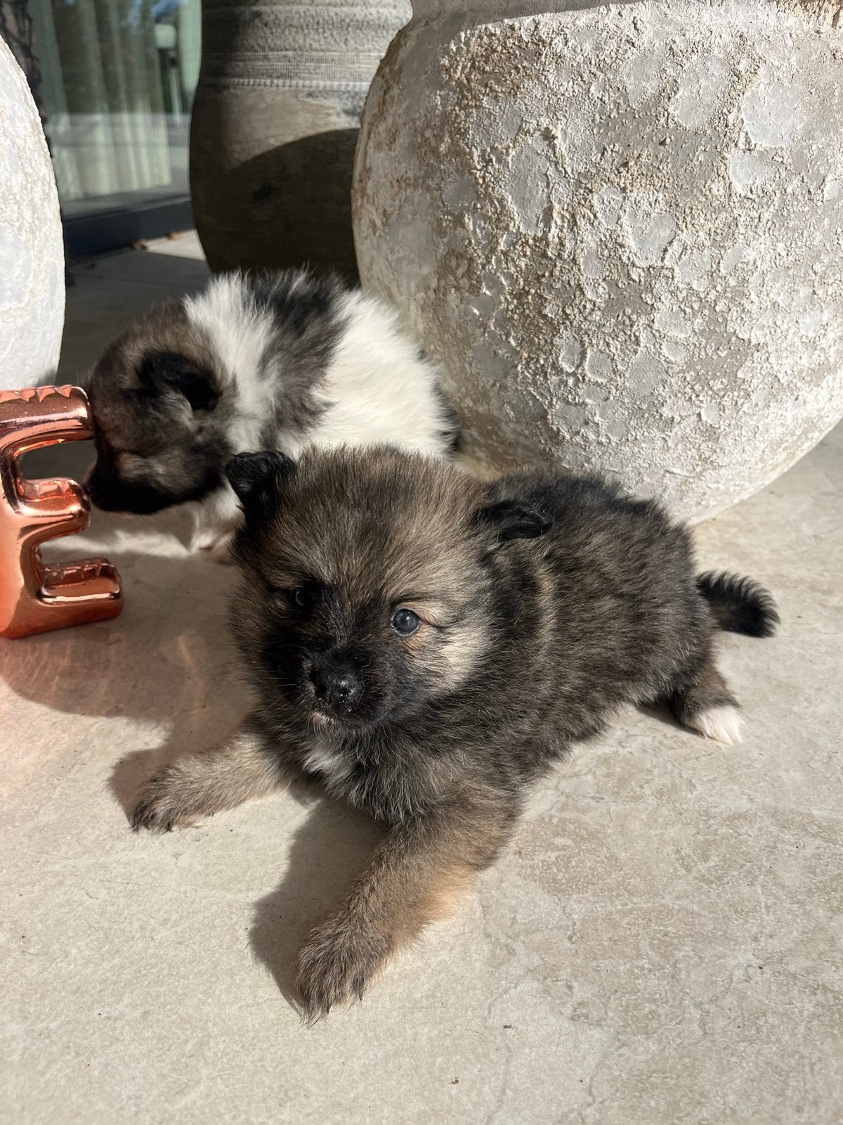 Pomeriaan/dwergkees pups🩷, CDV (hondenziekte), 8 tot 15 weken, Meerdere, Meerdere dieren