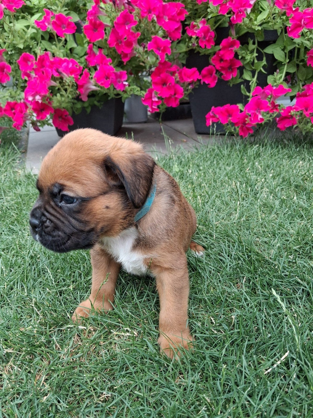 Leuke kruising Labrador Boxer x Boxer., Dieren en Toebehoren, Honden | Niet-rashonden, 8 tot 15 weken, Parvo, Meerdere, Meerdere dieren