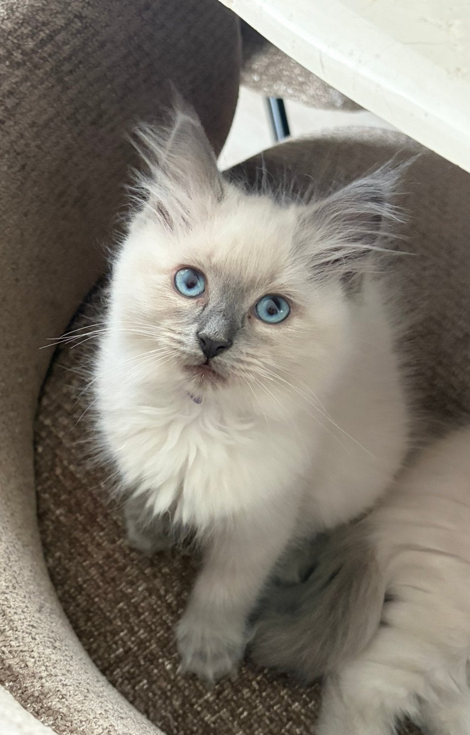 Nog 1 prachtig Ragdoll katertje | Blue Point, Kater, Ontwormd, 0 tot 2 jaar