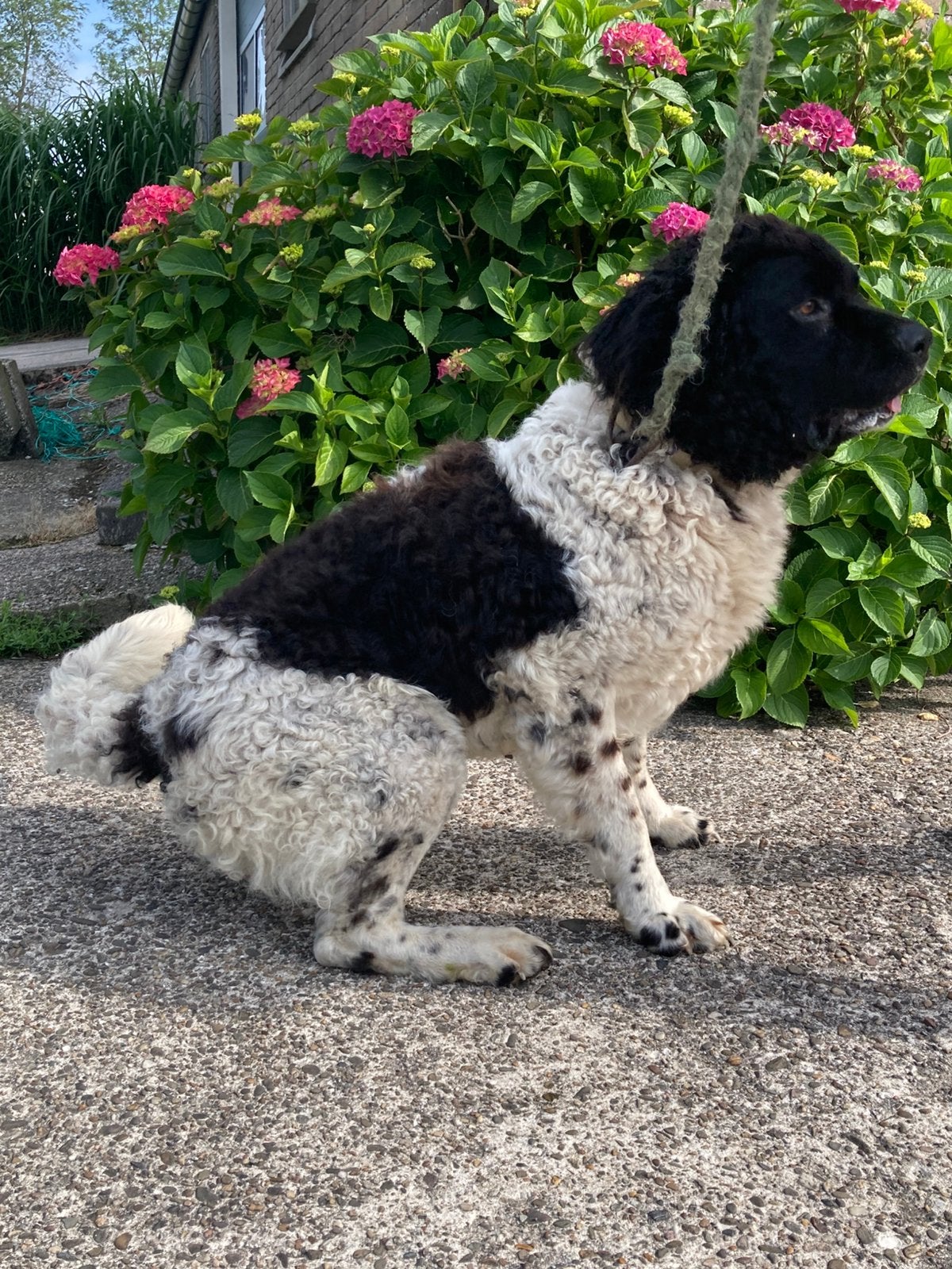 Wetterhoun ter dekking aangeboden, Reu, Parvo, Eén hond, 3 tot 5 jaar