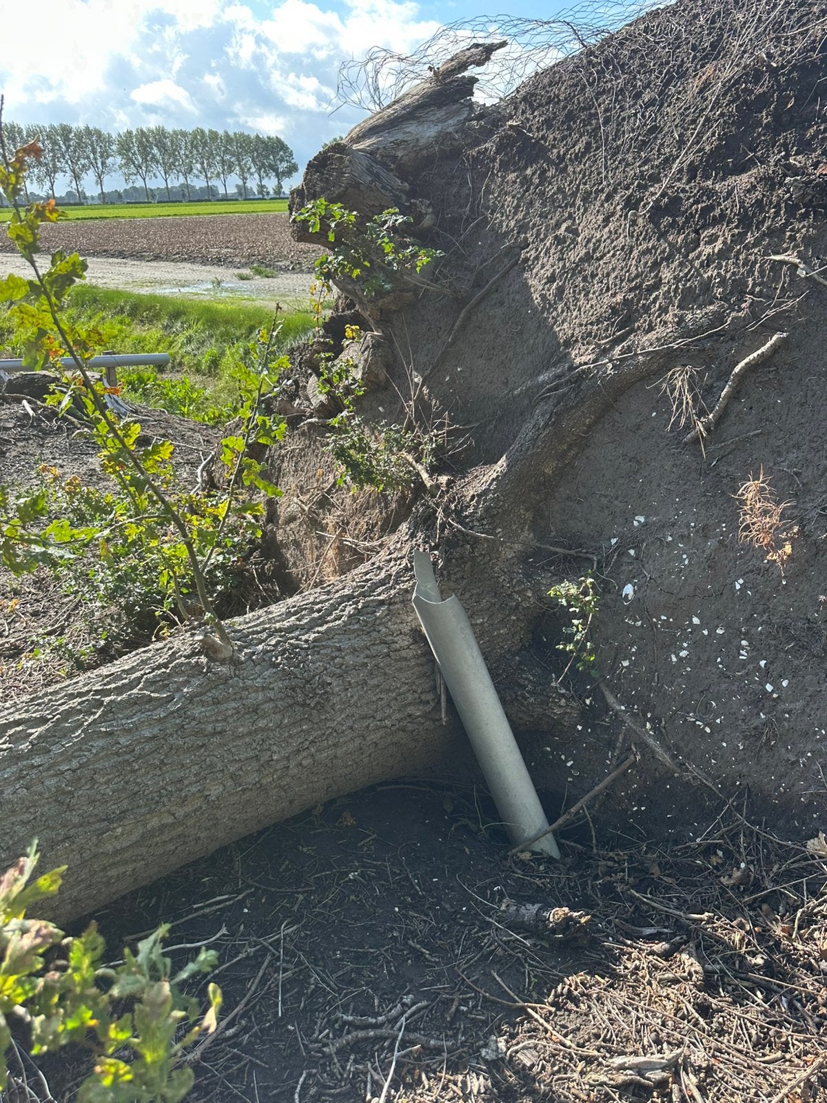 Haardhout/kachelhout, Ophalen, Volle zon, Overige soorten