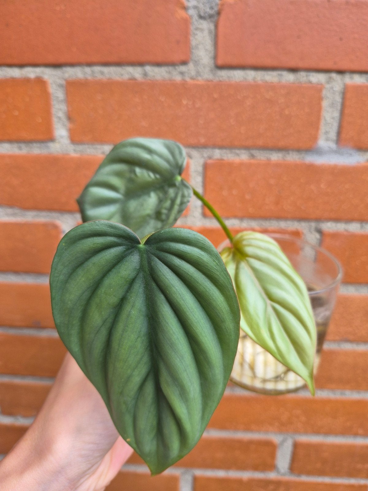 Philodendron Colombia, Huis en Inrichting, Kamerplanten, Overige soorten, In pot, Minder dan 100 cm, Groene kamerplant